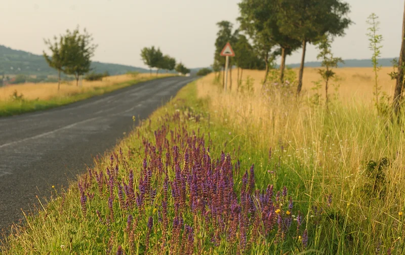 Plantsman Corner: Salvias of Slovakia