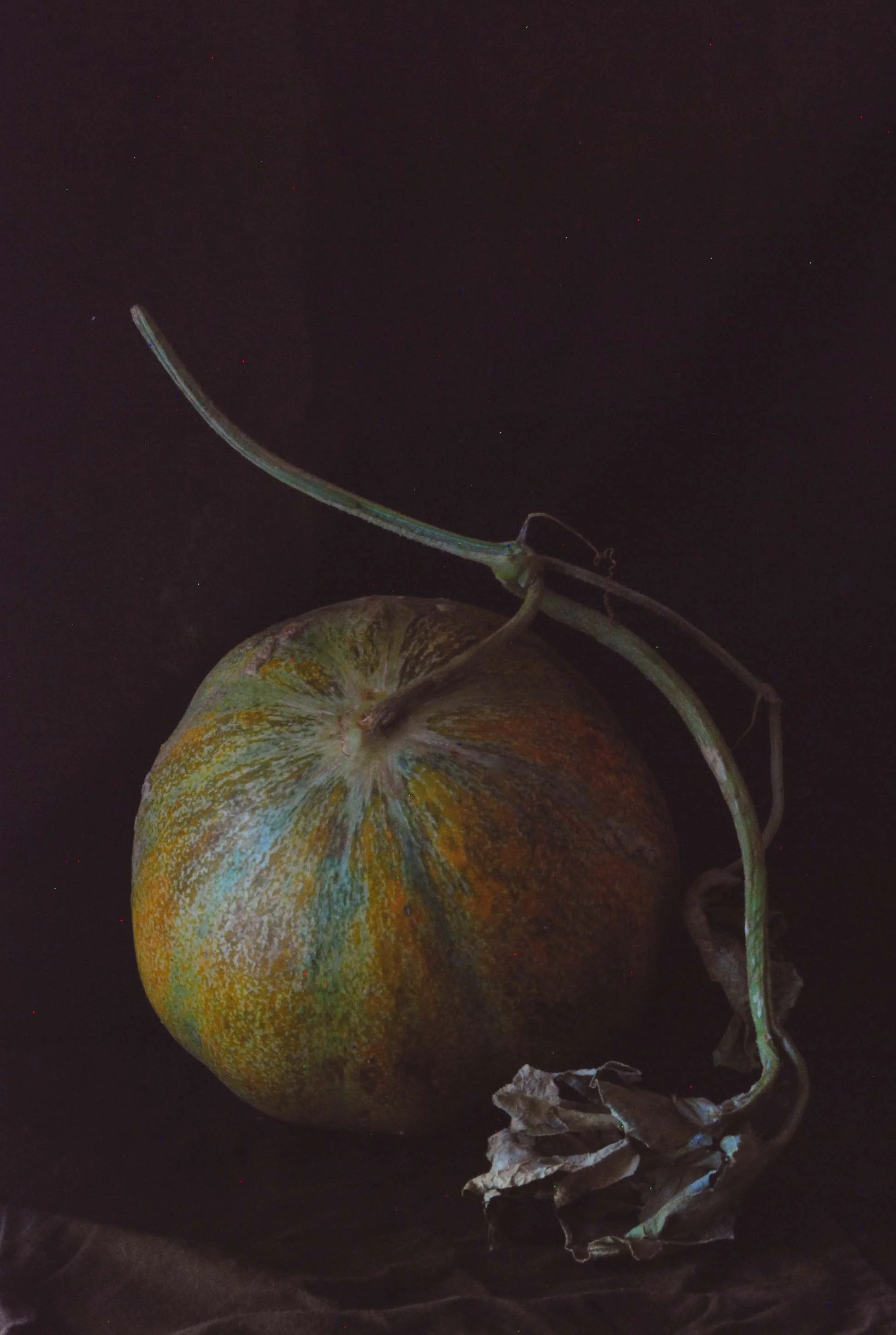 French melons and plums