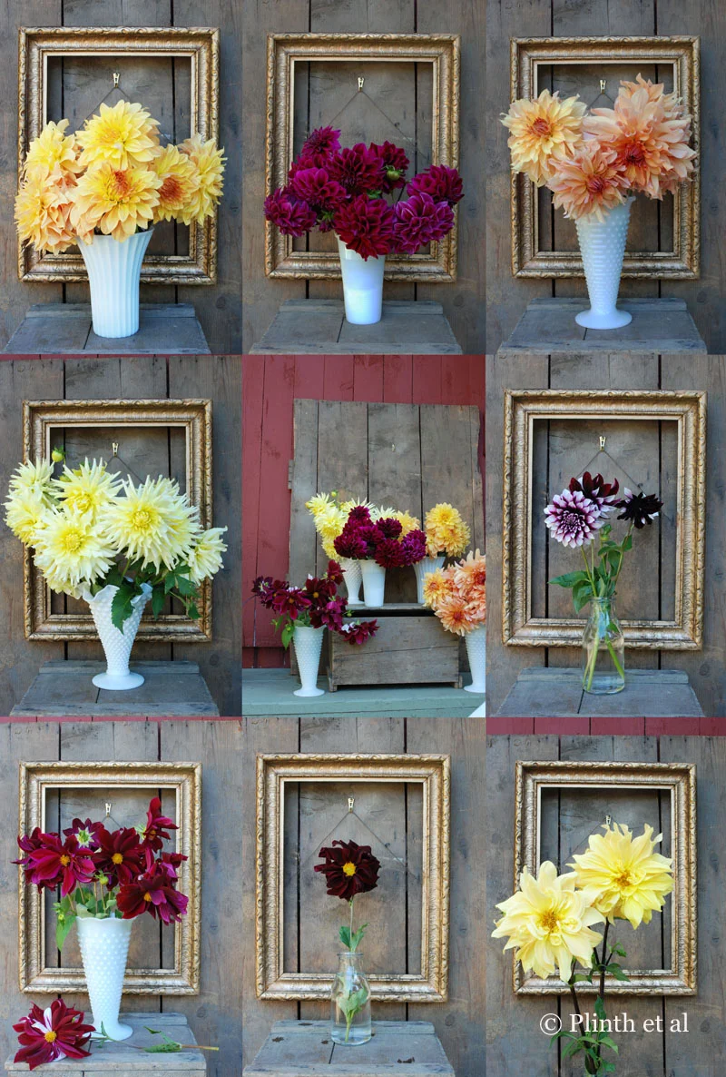 Dahlias of Meadowburn Farm