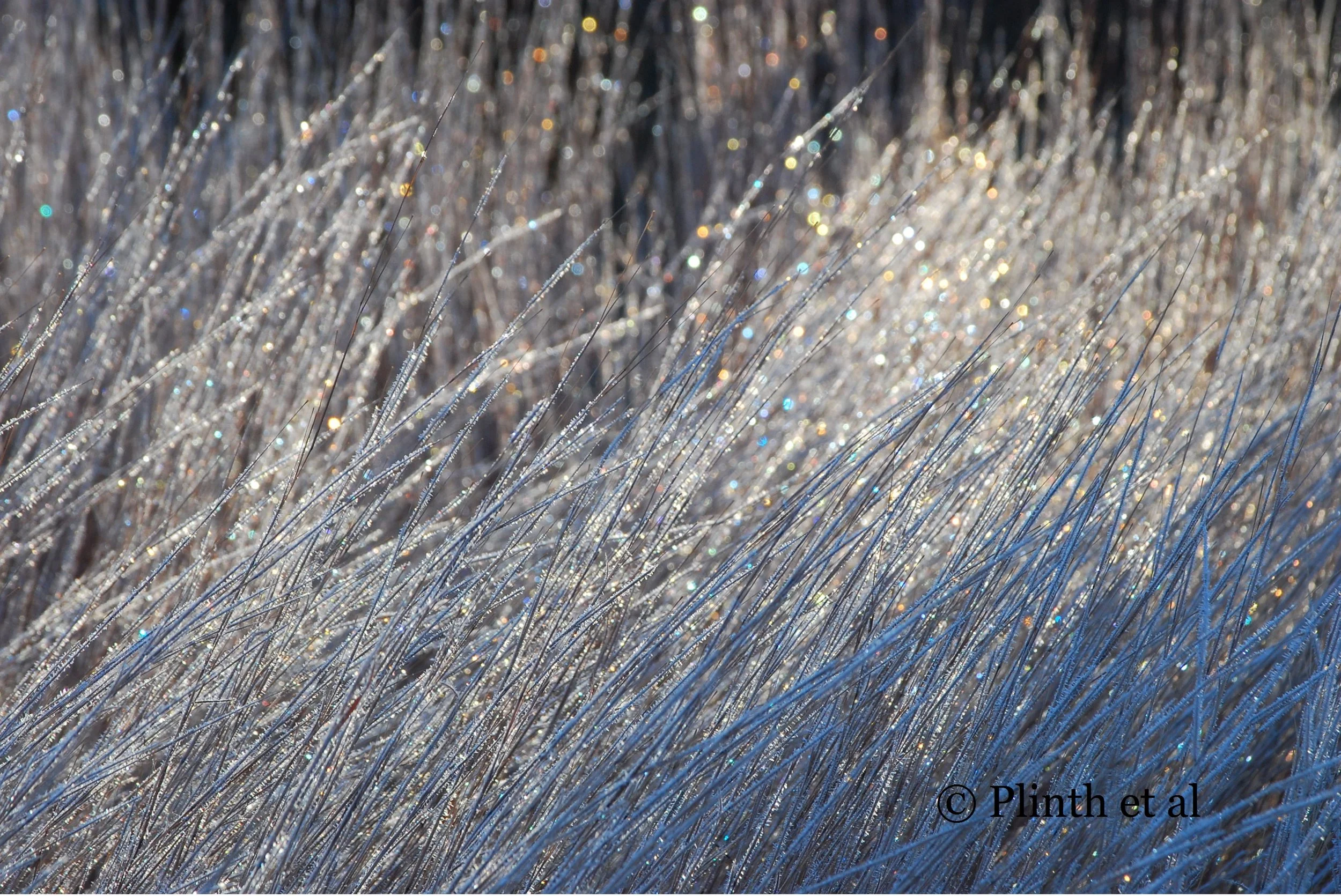 "Frost is the greatest artist...."