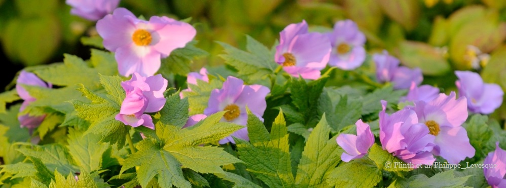 glaucidium-palmatum-kew-gardens.jpg