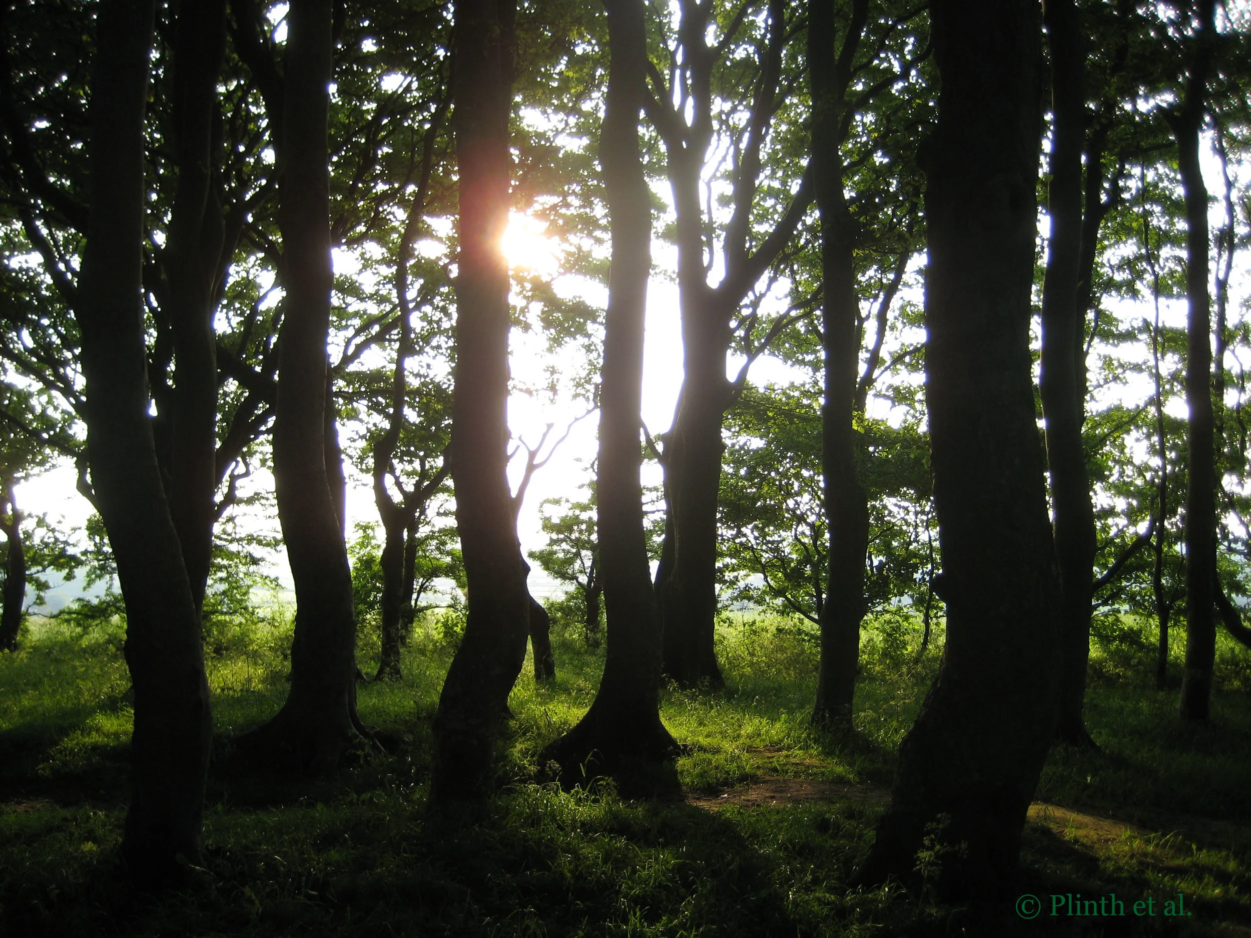 groveoftrees.jpg