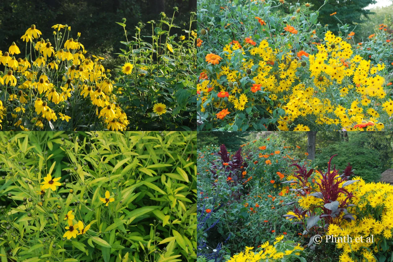 Emma values composites for their summer and autumn flowers, which Left to right: Rudbeckia ‘Herbstonne’ and Helianthus x multiflorus ‘Capenoch Star’; Tithonia rotundifolia and Helianthus angustifolius ‘Gold Lace’; Coreopsis tripteris ‘Lightning Flash’; Helianthus maximilianii ‘Santa Fe’ and the red Amaranthus hypochrondriacus and Tithonia rotundifolia.