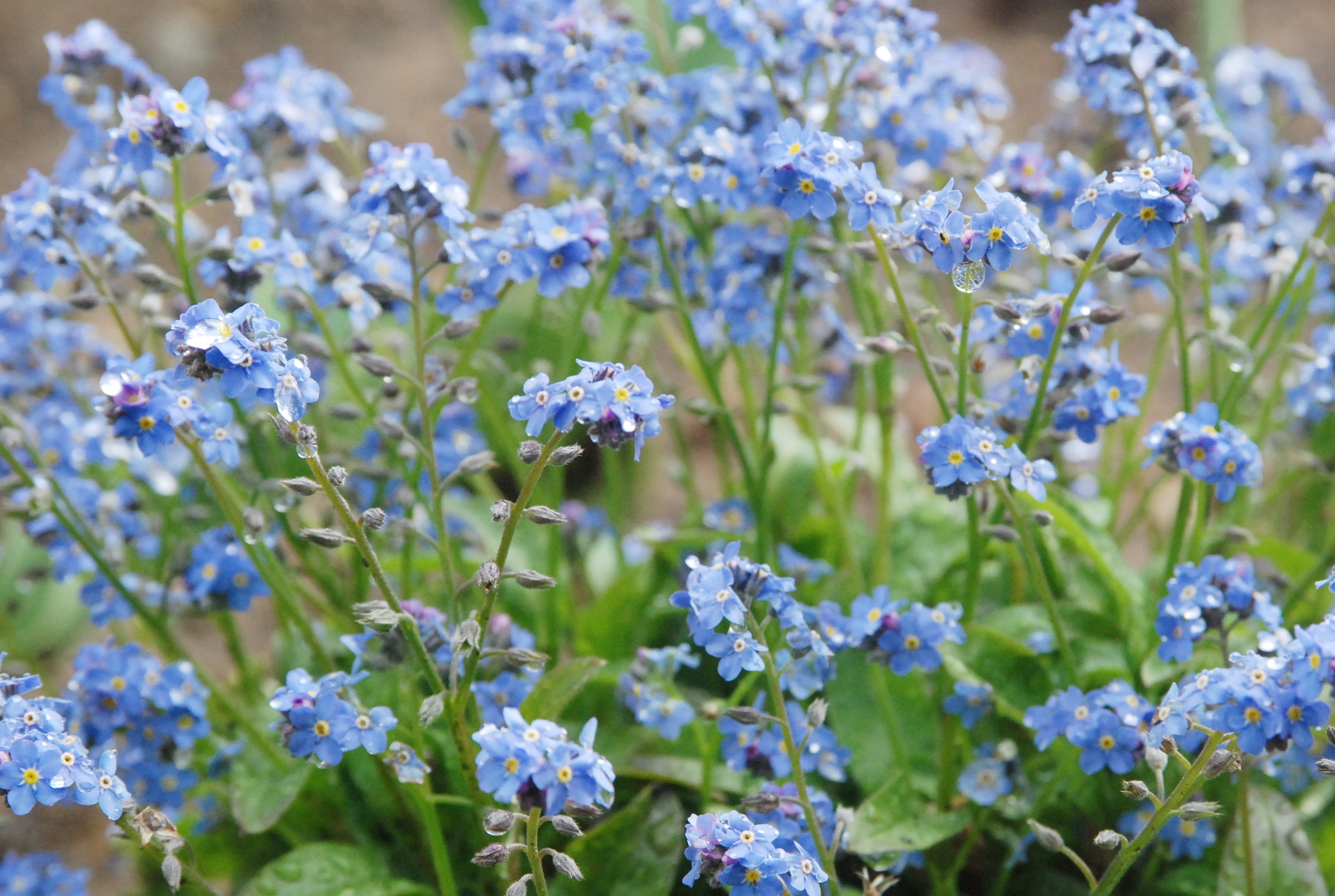 Alpine Forget-Me-Not: A Profile of a Rock Garden Plant