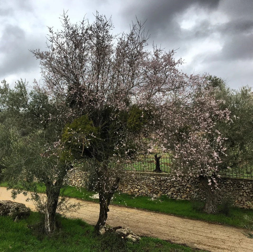 Prunus amygdalus at the Valley of the Cross Park in Jerusalem, Israel