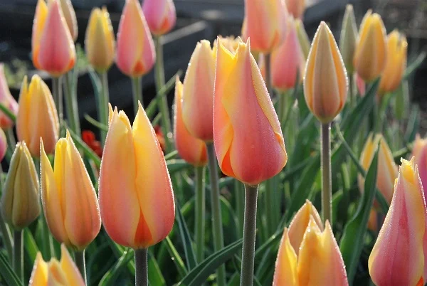 Spring in the Community Garden Plot