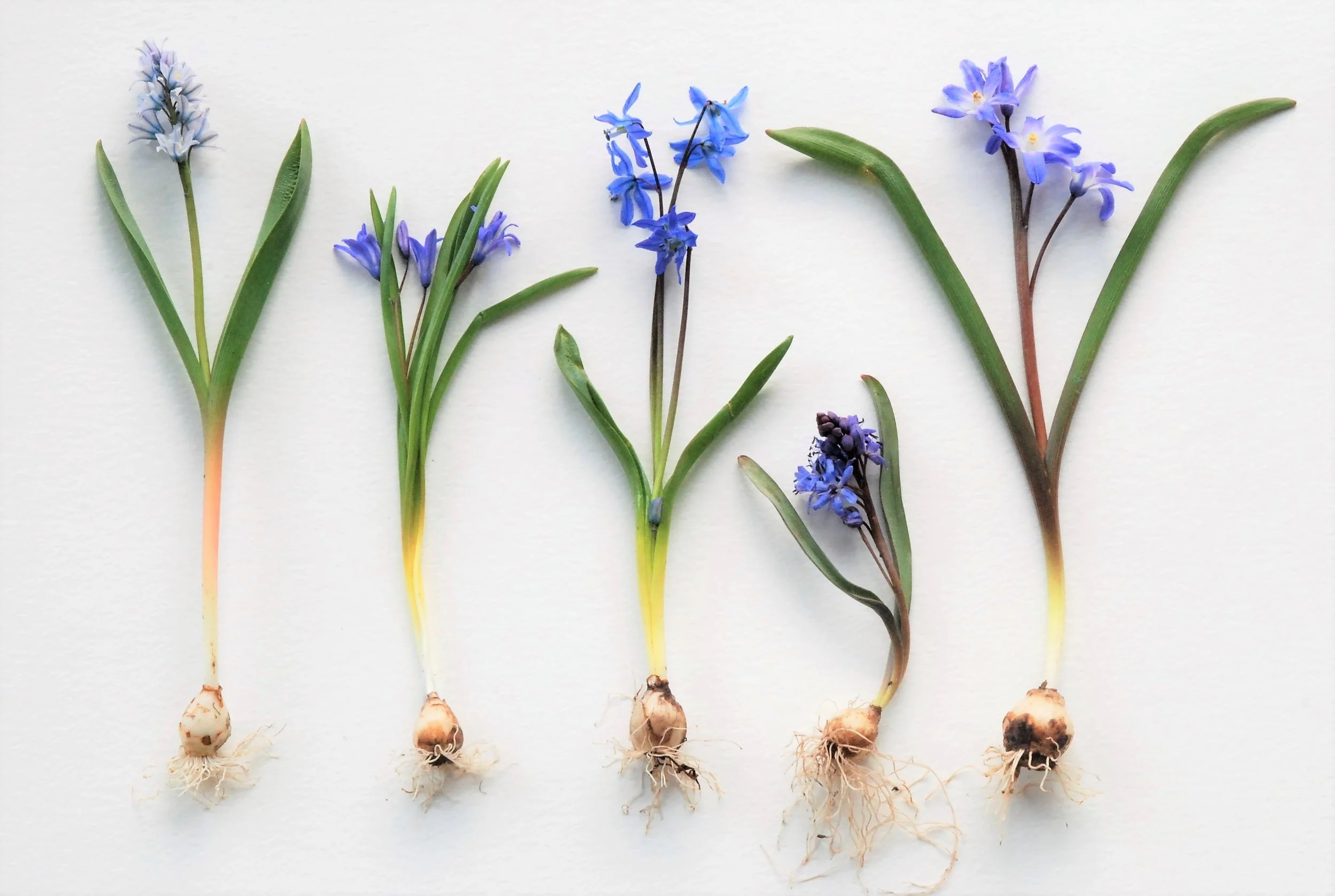 The little blue bulbs