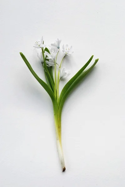 Scilla mischtschenkoana
