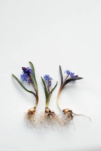 Scilla bifolia