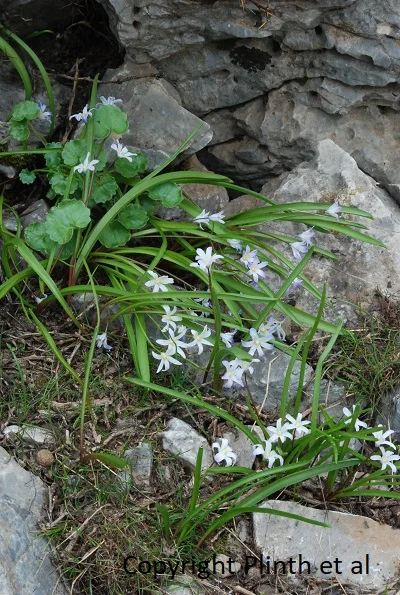 Scilla nana (syn. Chionodoxa nana ) not far from the snowbanks of Zeus’s Cave in Crete.