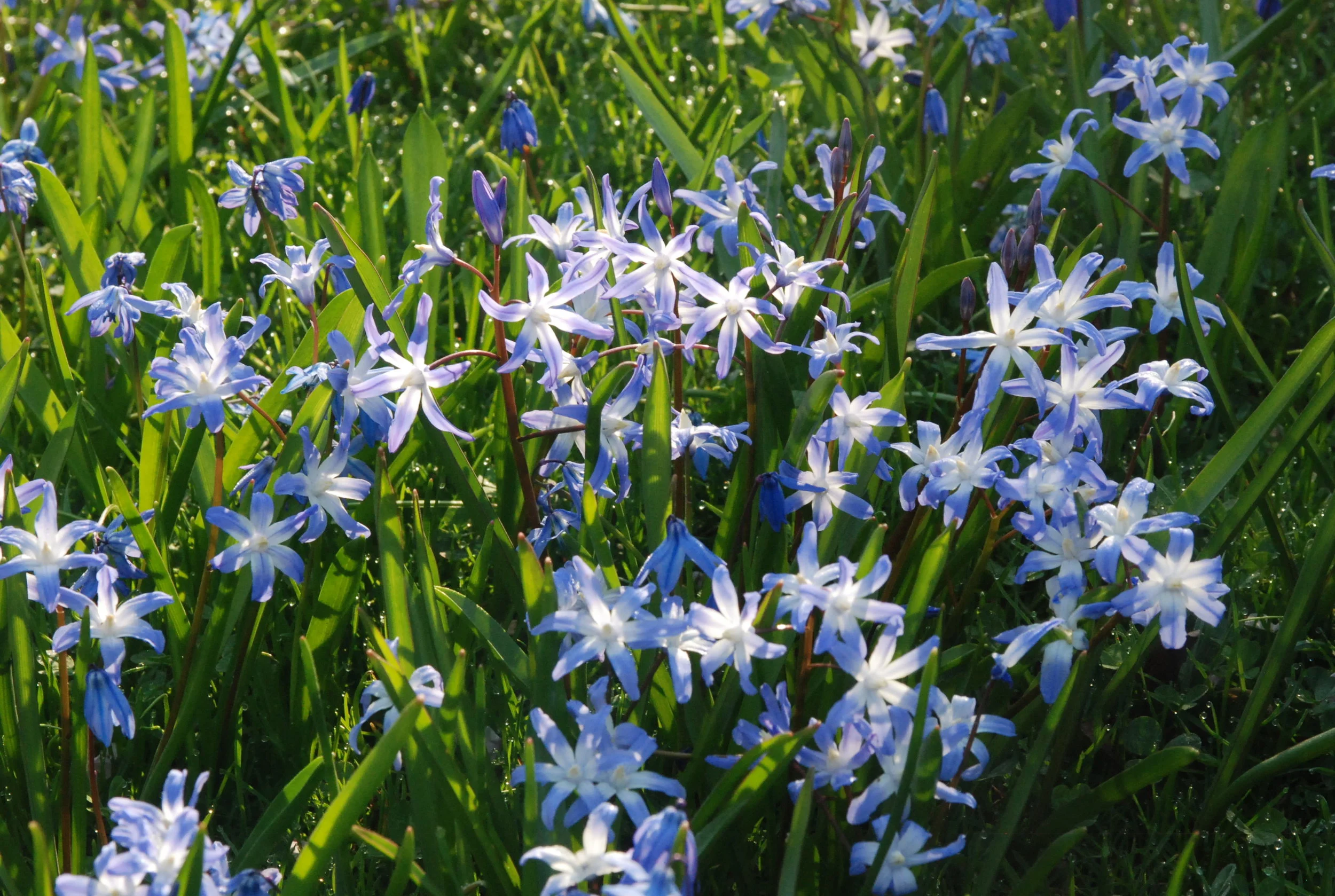 The little blue bulbs: part II