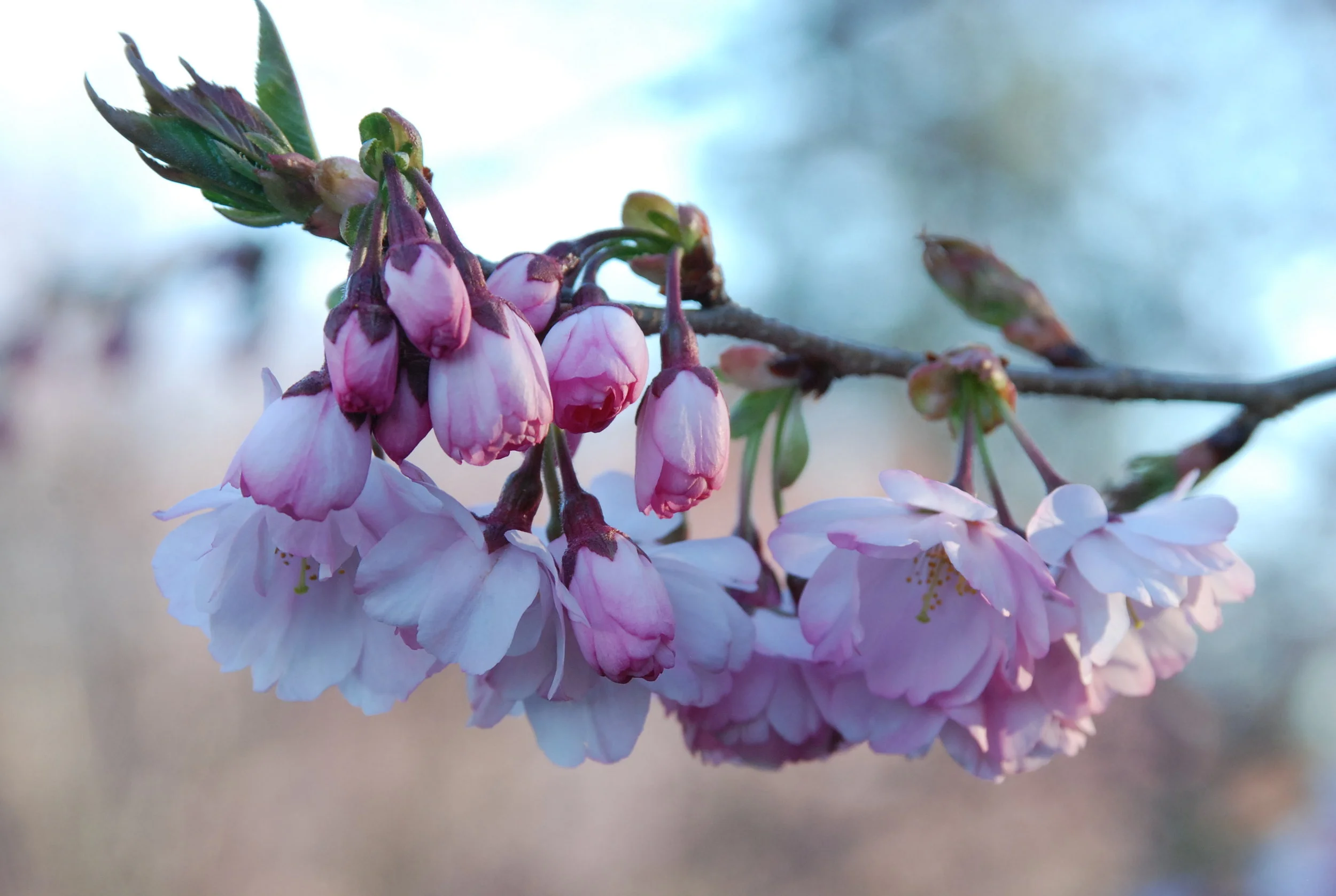 "More than the cherry blossoms...."