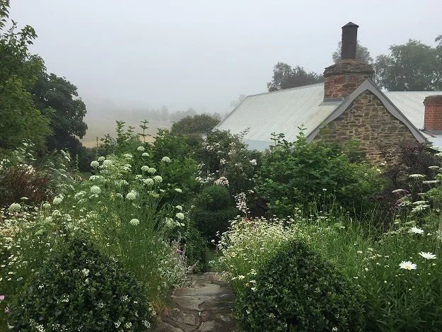 In early summer, the white flowers of Morgan’s garden is a soothing salve in the heat of South Australia.