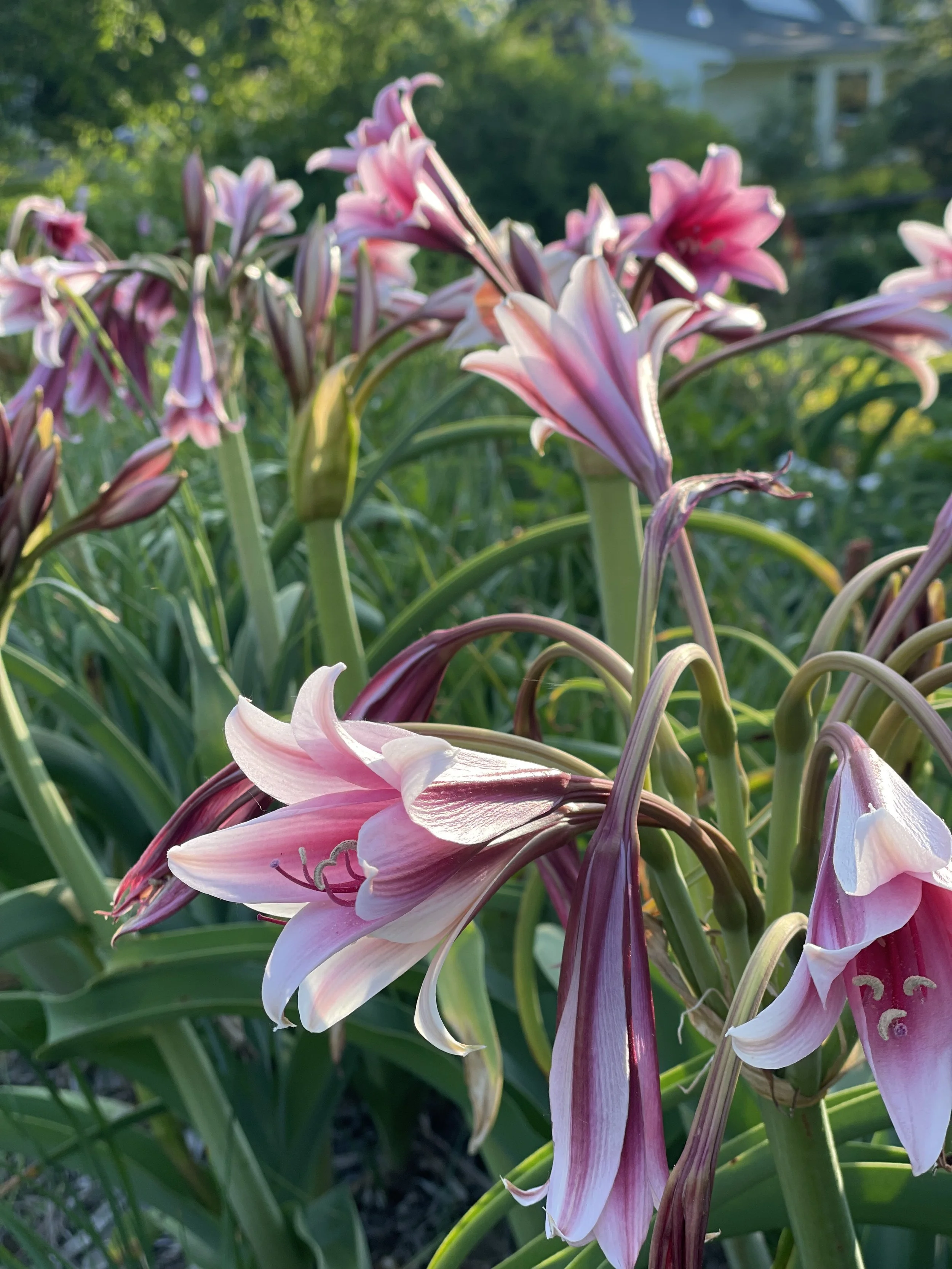 Overlooked Plants: Crinum bulbispermum (Orange River Lily)