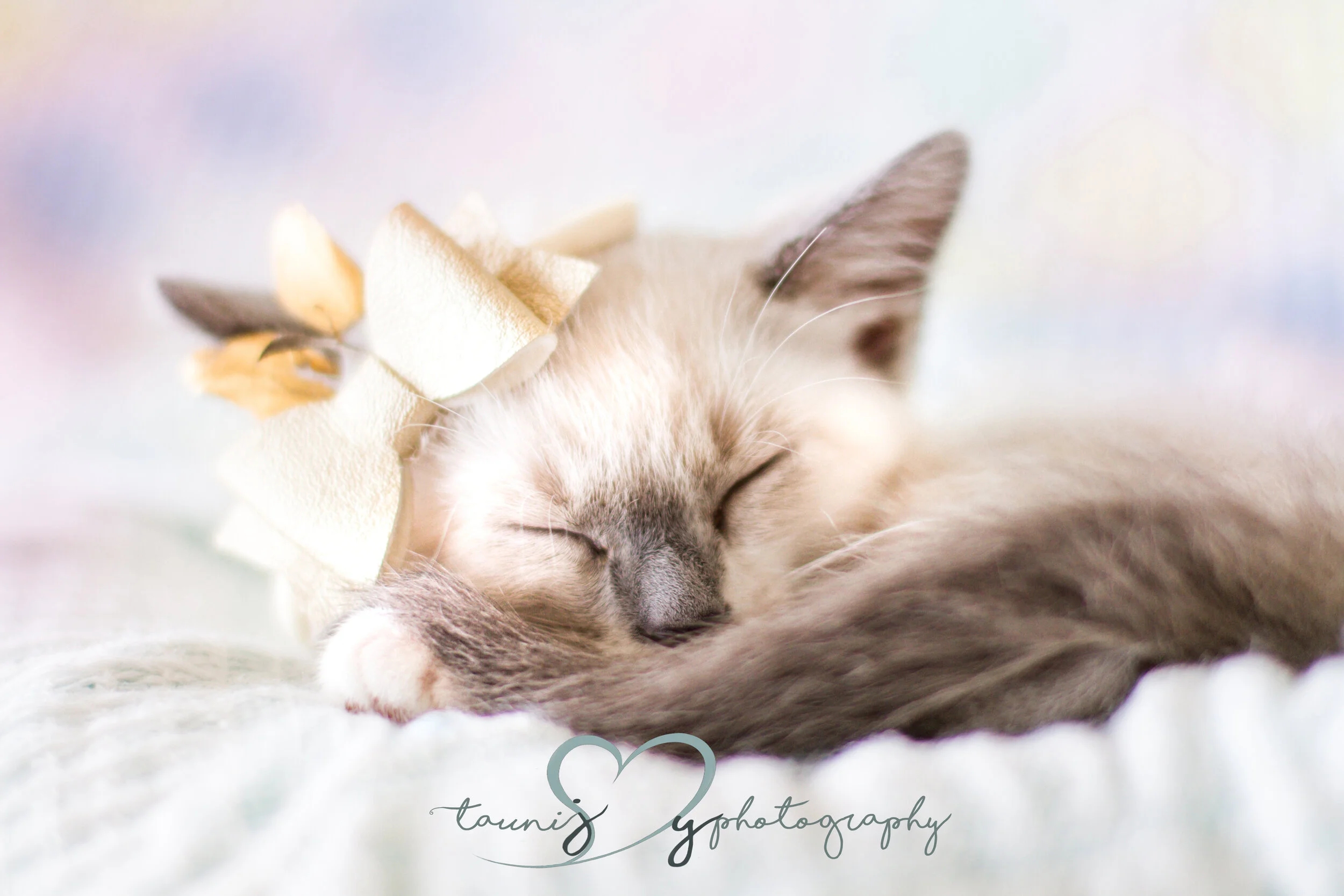 pet photography Austin