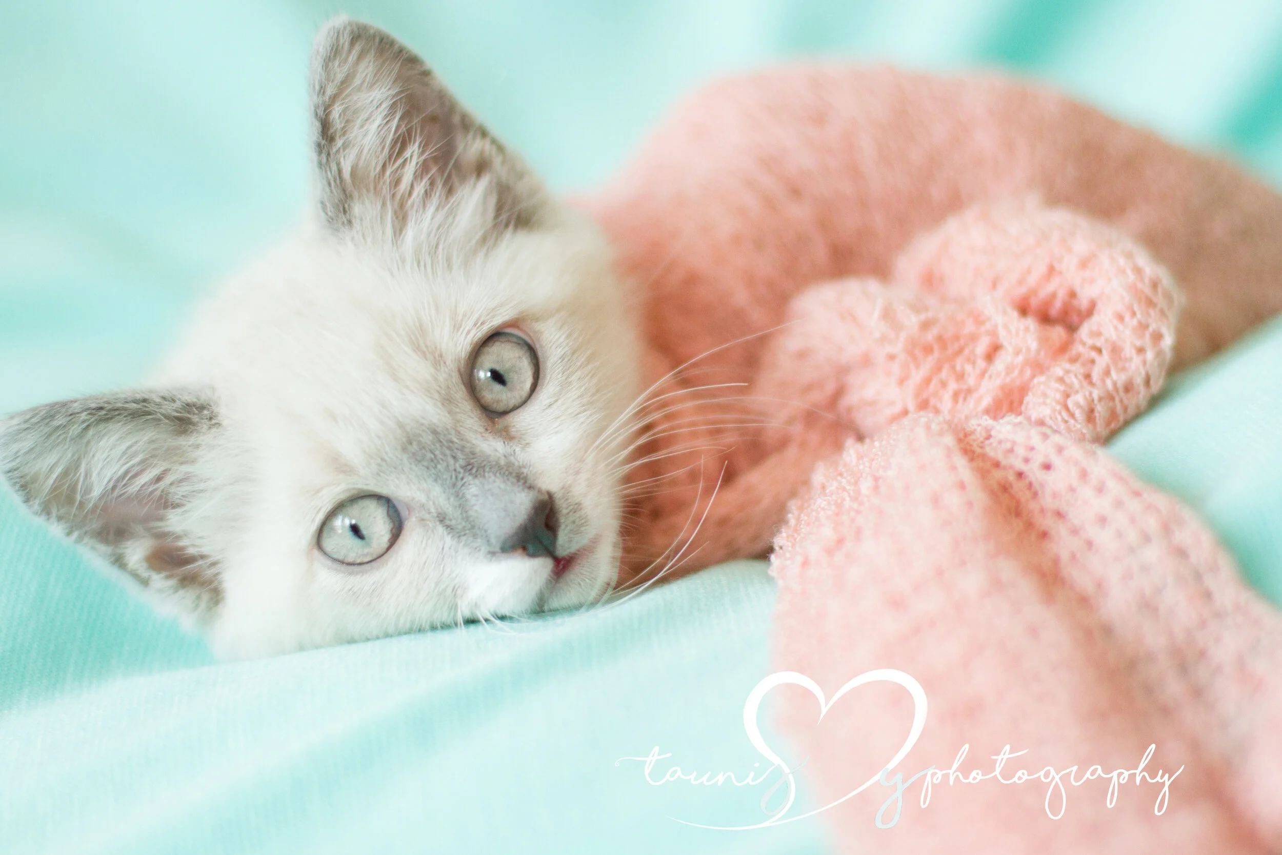 Newborn photographer tauni Joy Photography