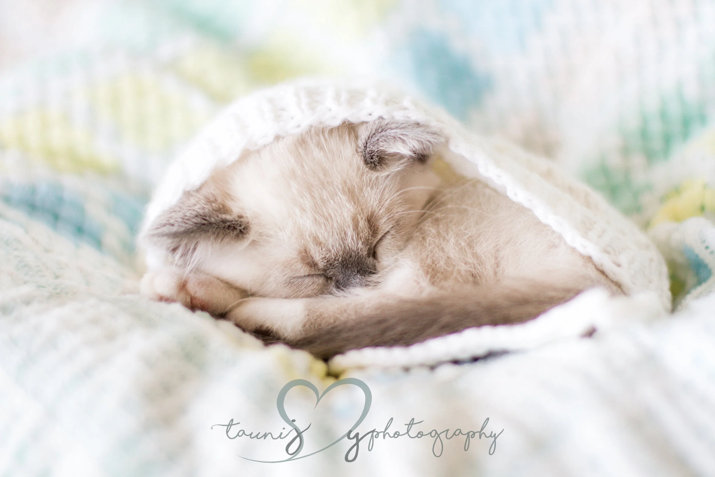 pet photographer TauniJoy