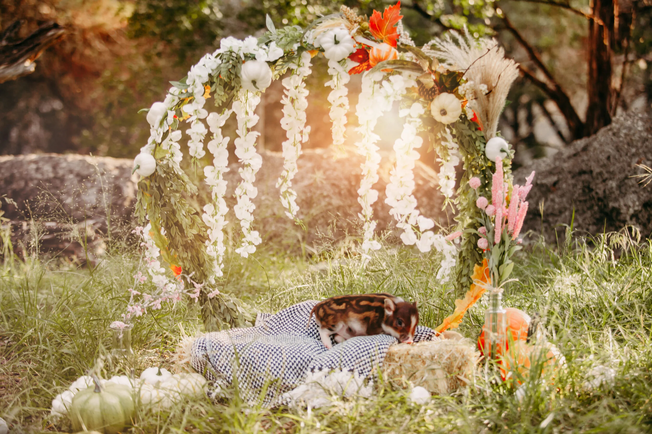 lago vista austin photographer family