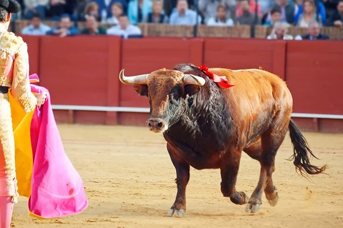 A Spanish fighting bull and a bullfighter in a public bullfight spectacle