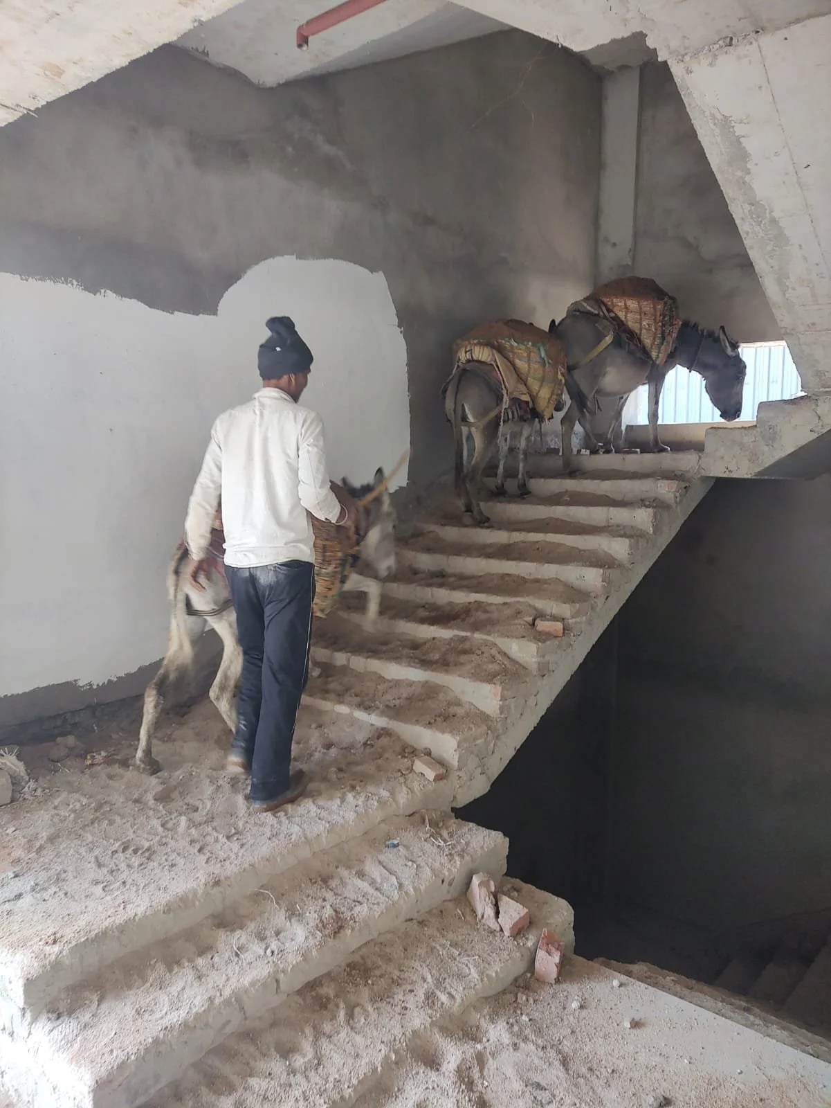 Too Heavy to Bear: Animals Used in India’s High-Rise Construction ...