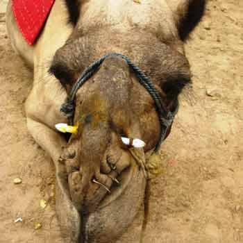 gtg-camel-nose-peg.jpg