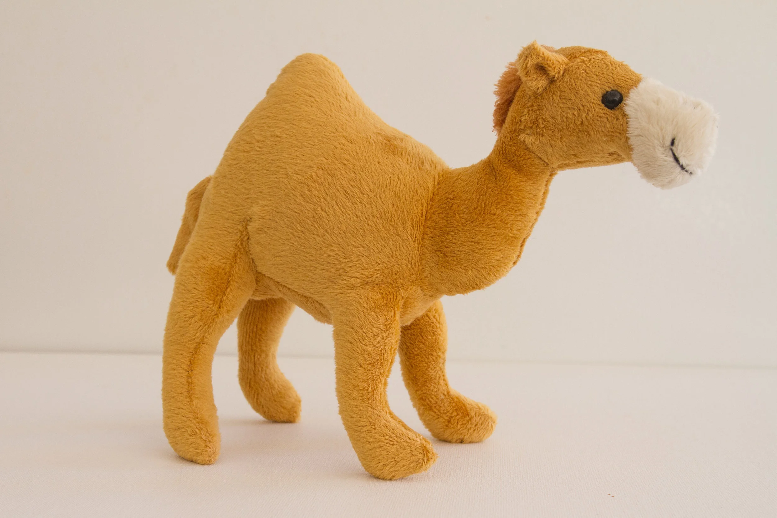 _MG_0589-camel-web.jpg