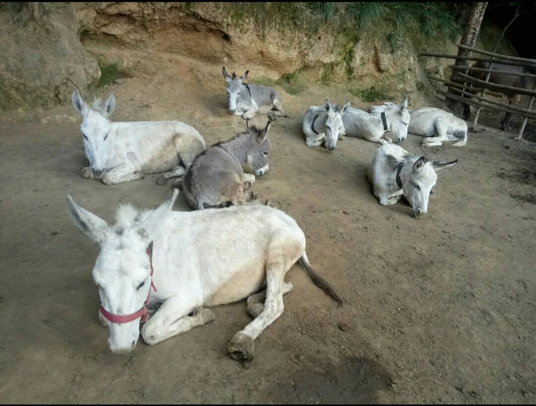 Donkeys resting Jan 2018.jpg