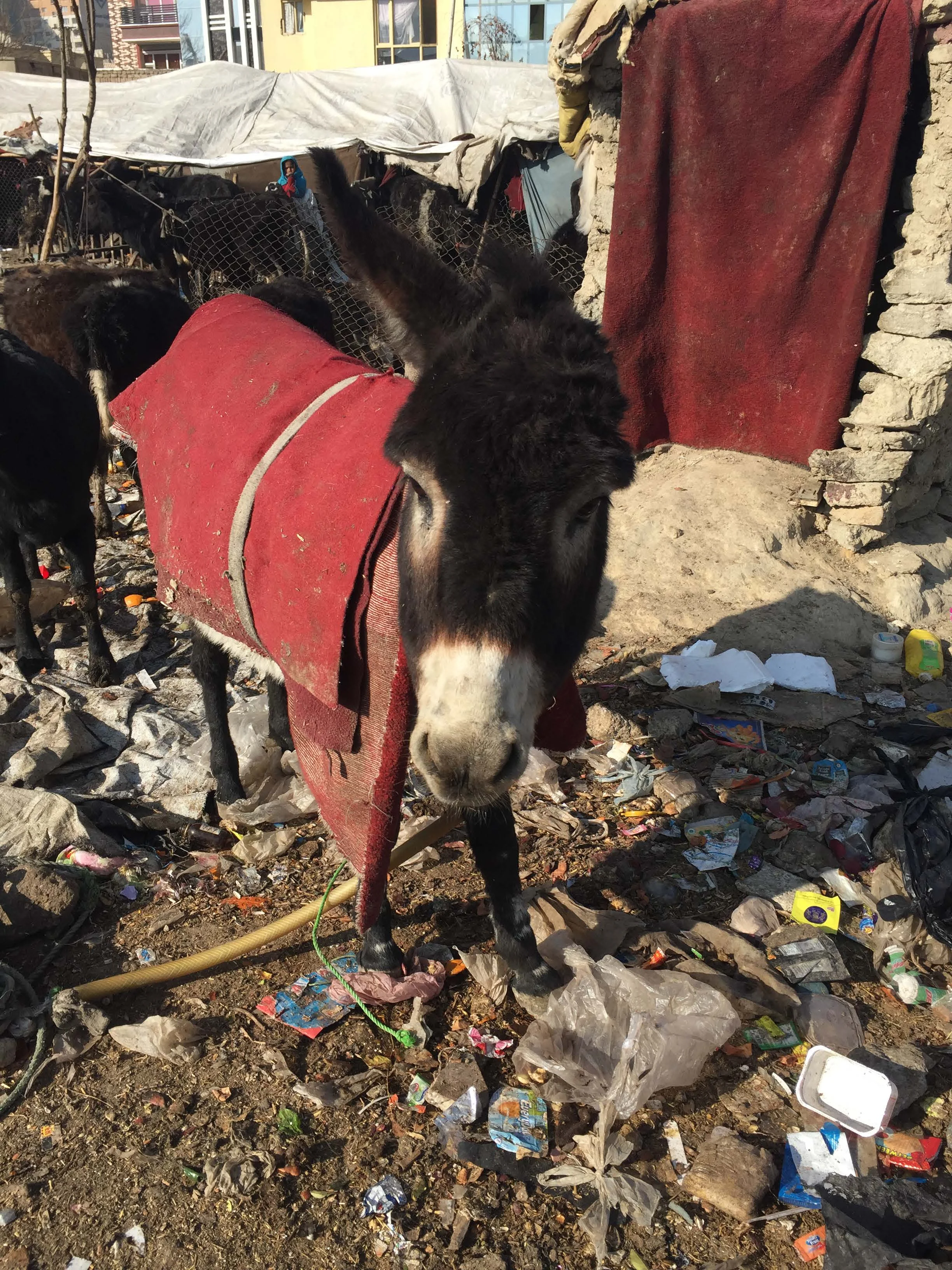 One EAR DONKEY.jpg