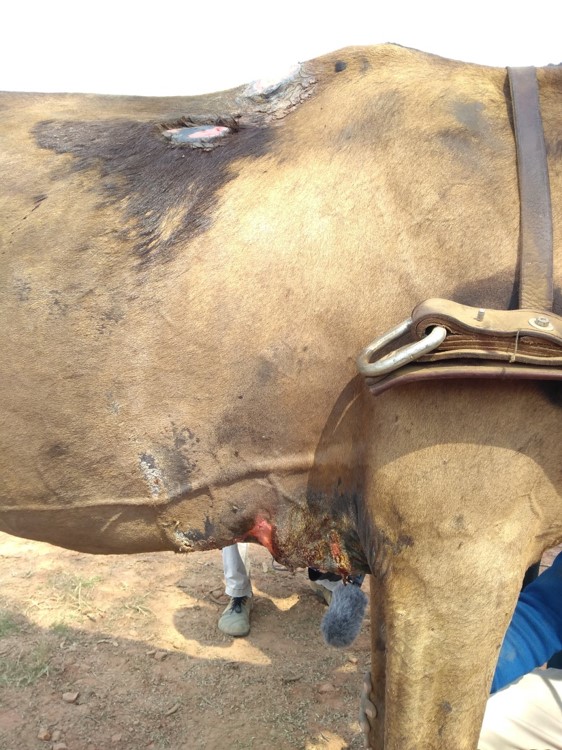 Jan 2018 back and girth injury 1.jpg