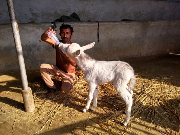Jan + Feb 18 Orphaned foal.jpg