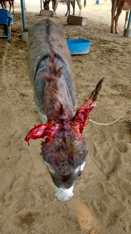 Jan + Feb 18 Rescue of Baby foal2.jpg