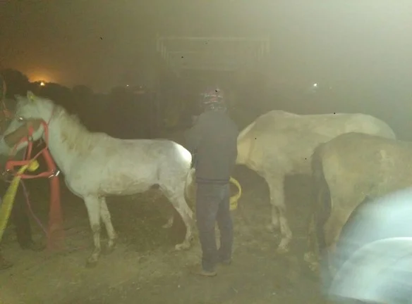 Jan + Feb 18 3 mules rescued 2.jpg
