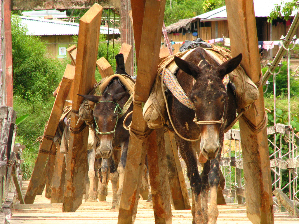 Mules working.jpg