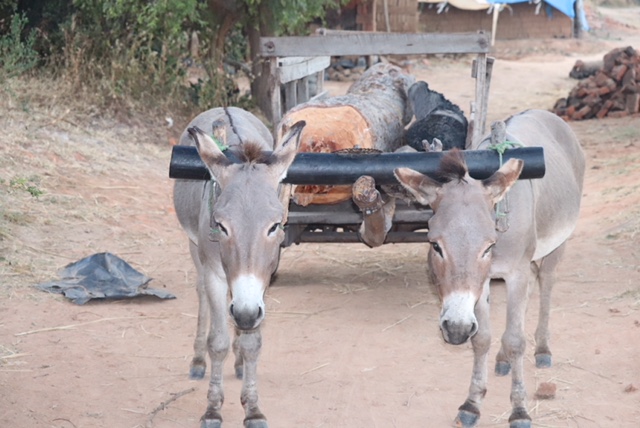 Inhumane yoke cart set up that causes great pain and suffering to working donkeys.