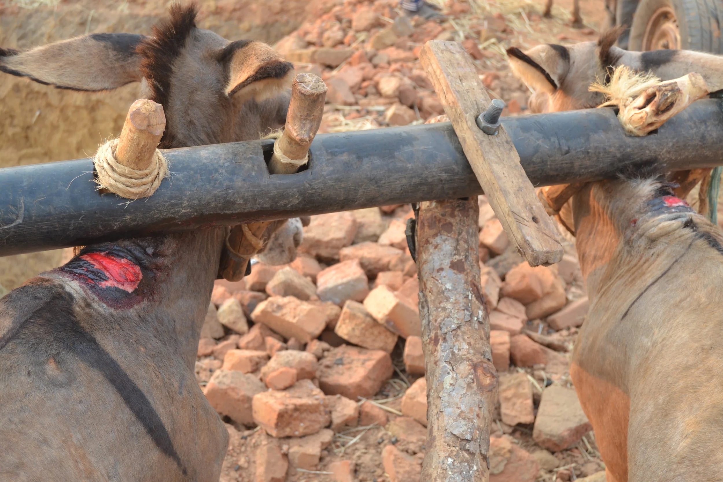 Painful yoke cart causing pain and wounds from the heavy yoke on the donkeys necks.