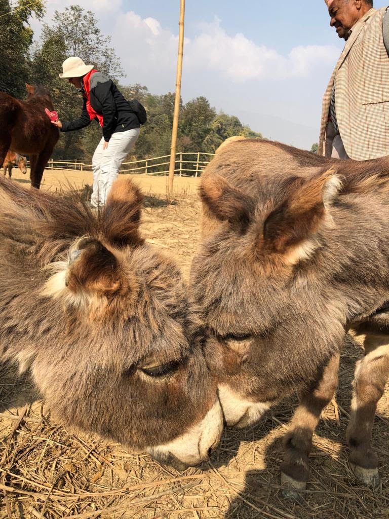 Donkeys Nepal.jpg