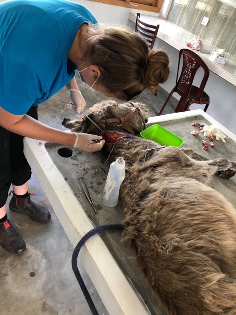 Megan in surgery.jpeg