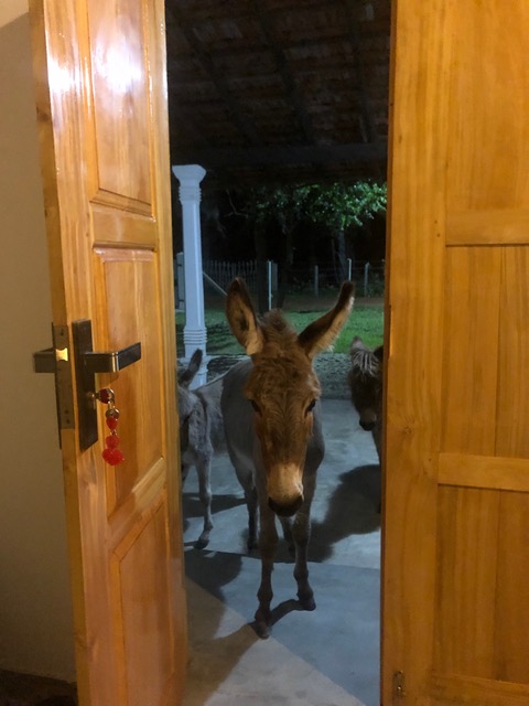 Can I come in.jpeg