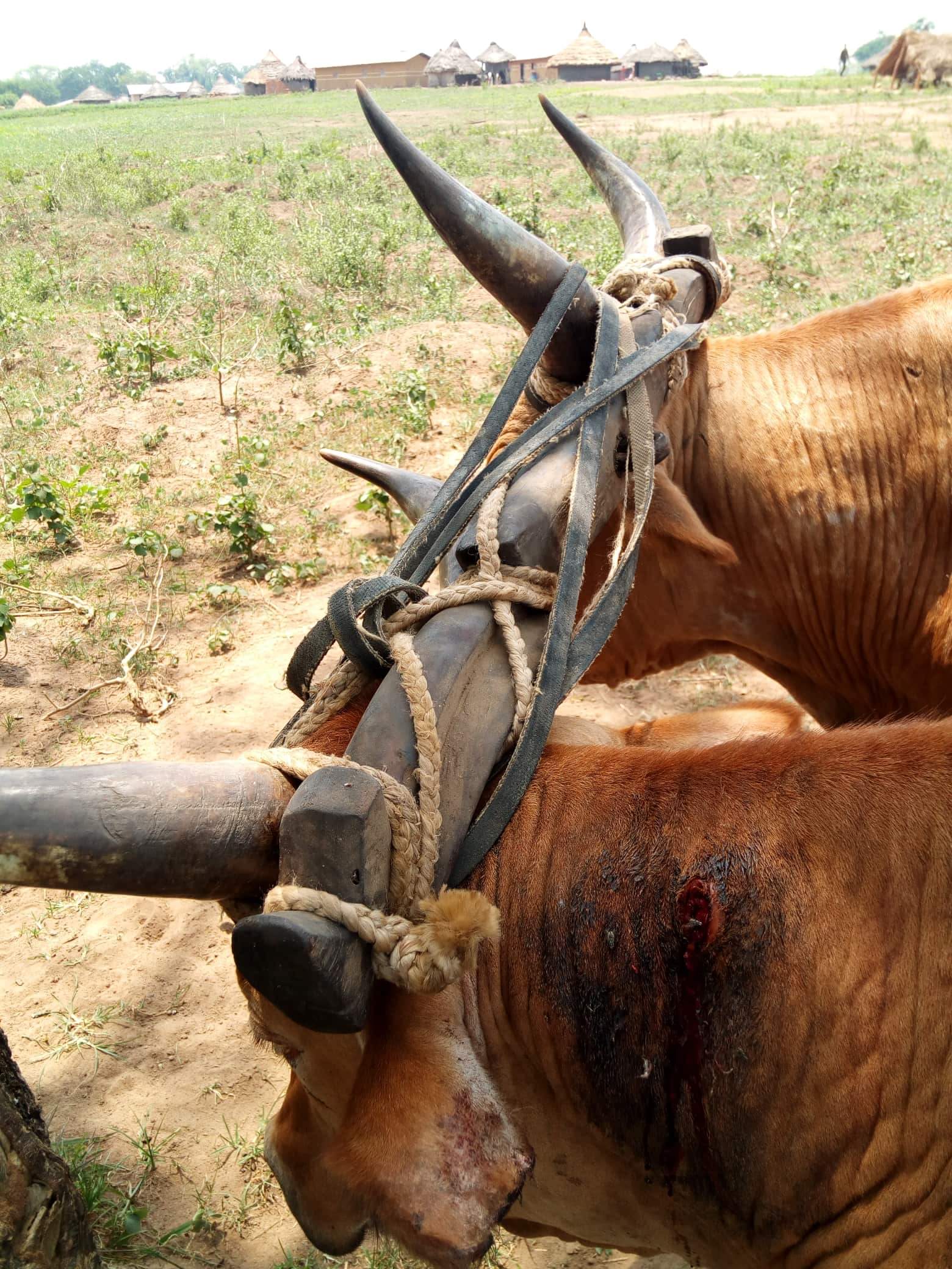 Guinea- working cows.jpeg