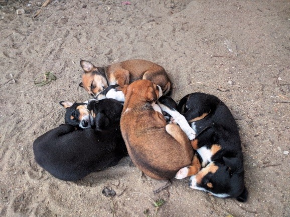 Pups.jpg