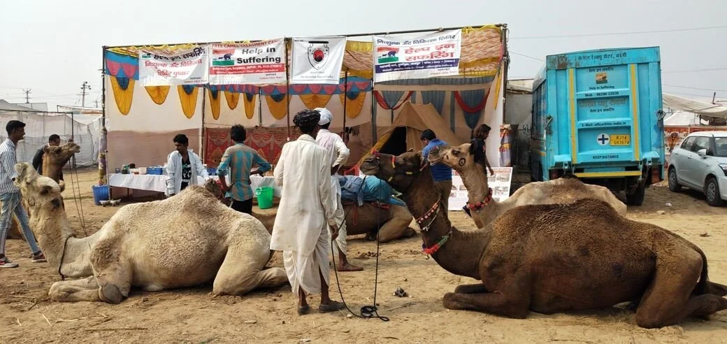 Many camels helped at the Pushkar Fair — Animal Aid Abroad