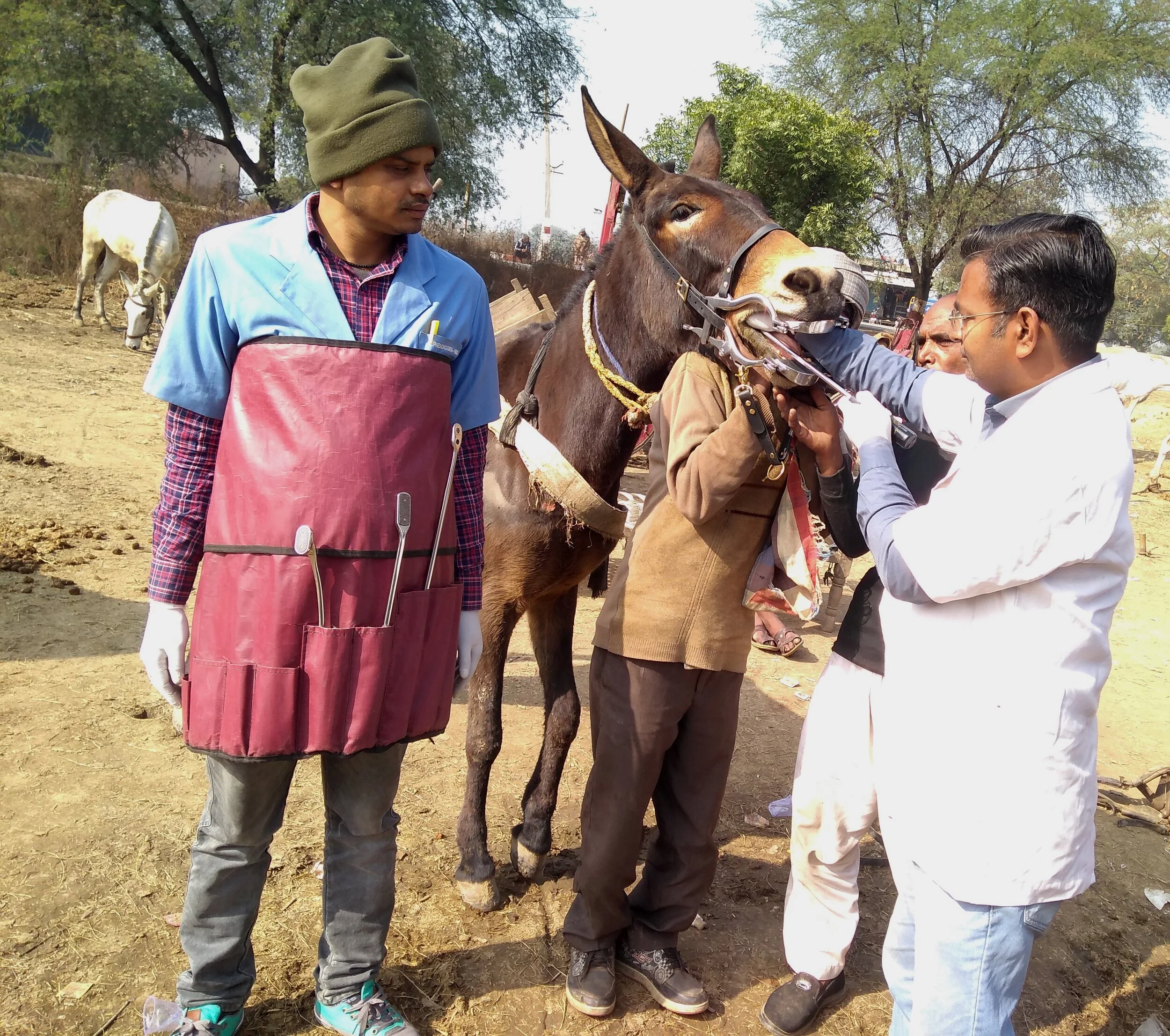Generous Donations to Assist Working Animals in India