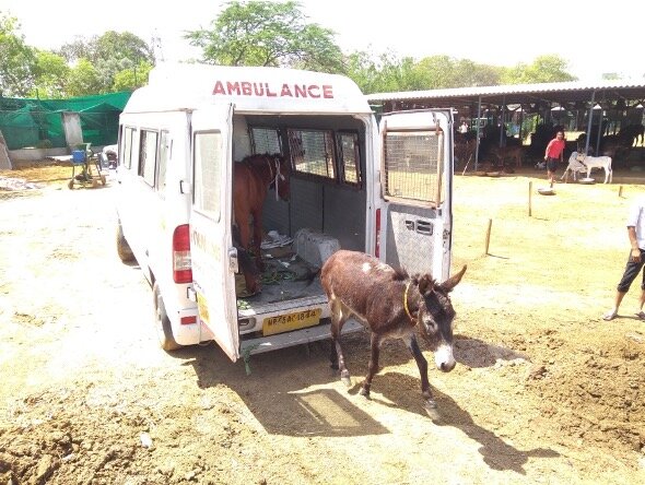 Rescued Working Animals Find Peace at Friendicoes' Sanctuary — Animal Aid Abroad Rescued Working Animals Find Peace at Friendicoes' Sanctuary — Animal Aid Abroad