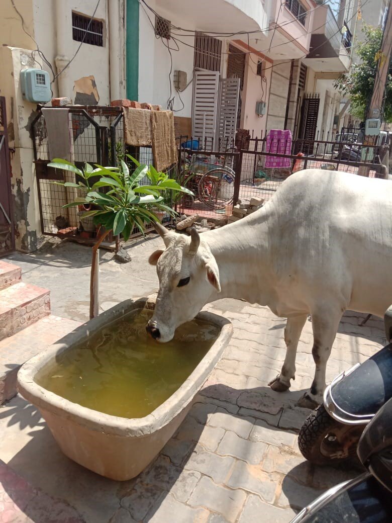 Summer Lifeline for stray and working animals in Faridabad — Animal Aid  Abroad