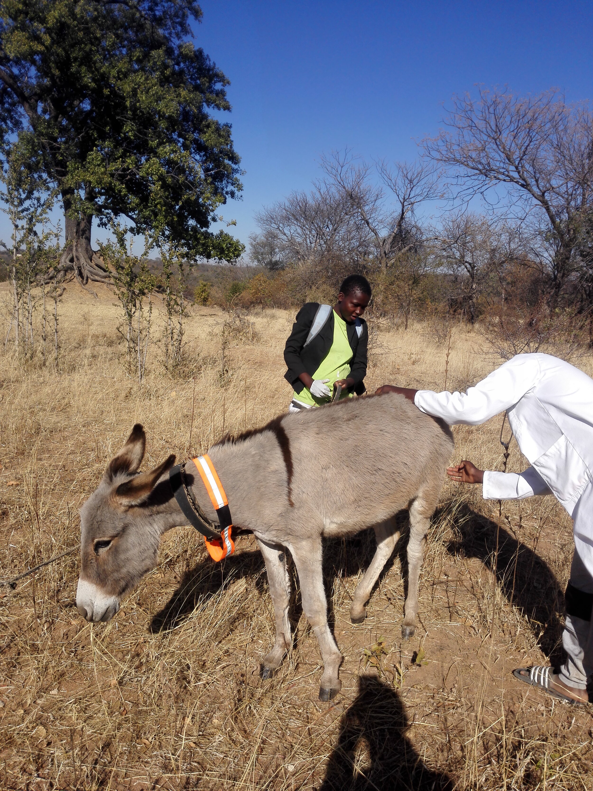 Tikobane Trust working hard for working animals — Animal Aid Abroad