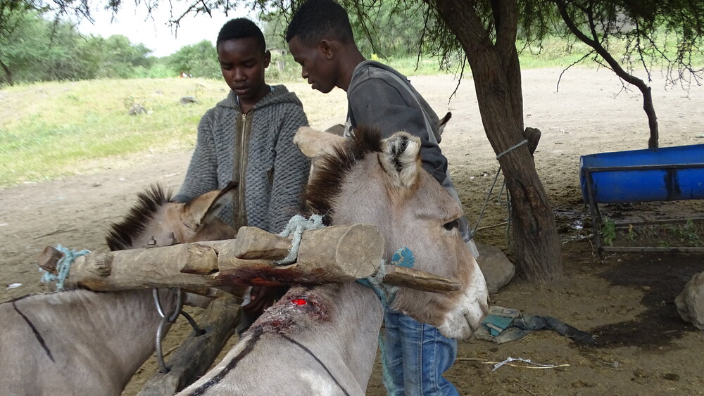 Working Animals' Unbearable Lives of Pain — Animal Aid Abroad