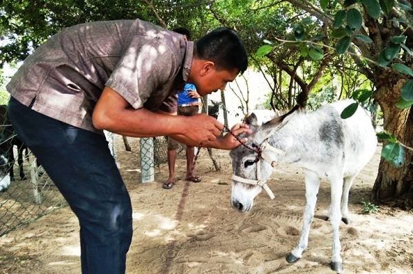 2020 Sponsorship Report for Bridging Lanka Mannar Donkey Sanctuary in Sri  Lanka — Animal Aid Abroad