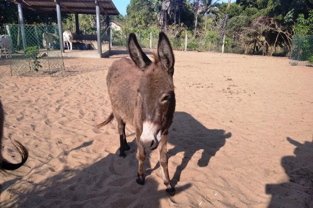 Renewed strength for the year ahead at the Mannar Donkey Clinic and Education Centre