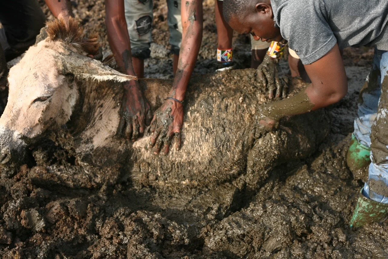 Donkey rescue mission continues in Tanzania