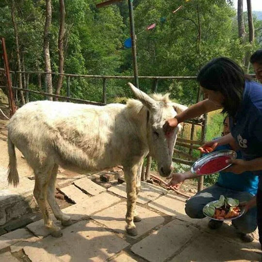 Animal Nepal Dukuchhap Donkey Sanctuary - May Report — Animal Aid Abroad